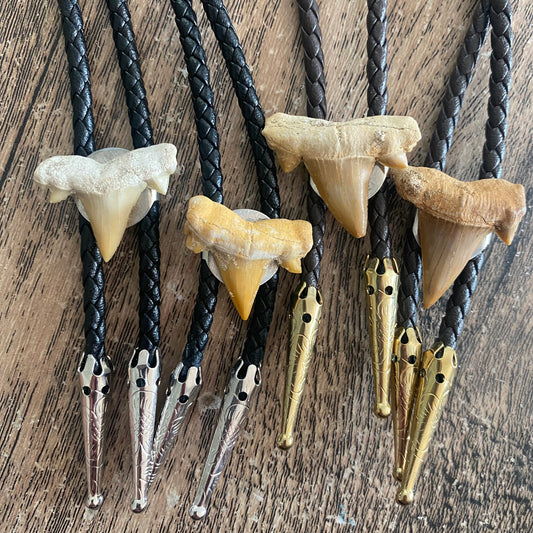 Shark Tooth Brolo